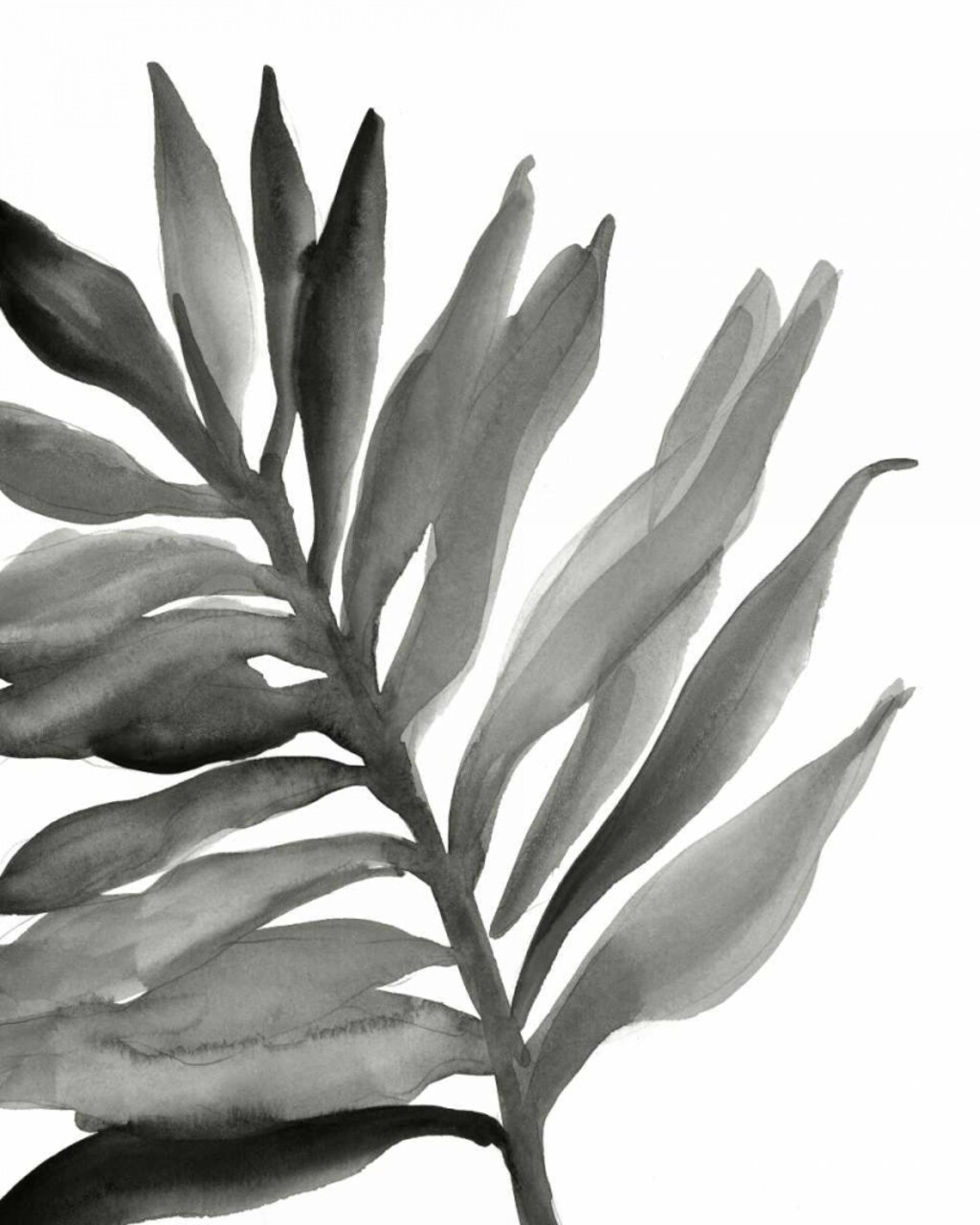 Tropical Palm III BW Poster Print by Chris Paschke - Item # VARPDX25316
